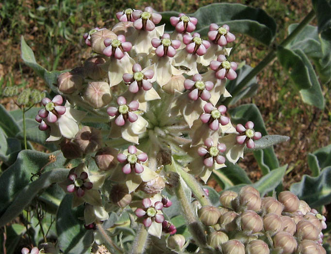 Asclepias eriocarpa (woollypod milkweed) (alternate view 6)