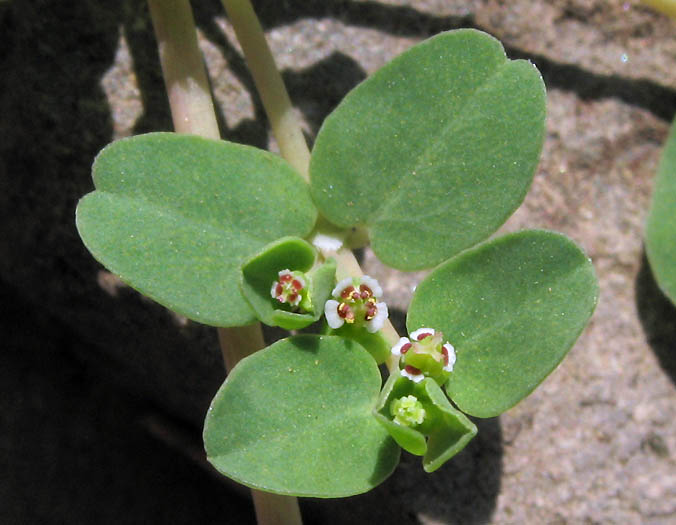 Euphorbia serpens (creeping spurge) (alternate view 6)
