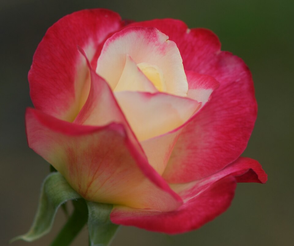 Rosa 'Double Delight' (Double Delight Rose) (alternate view 2)