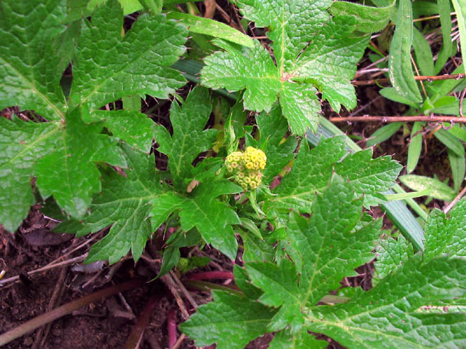 Sanicula crassicaulis (Pacific Sanicle)