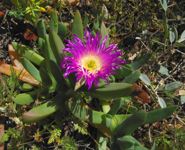 Carpobrotus chilensis (Chilean sea fig) (alternate view 6)