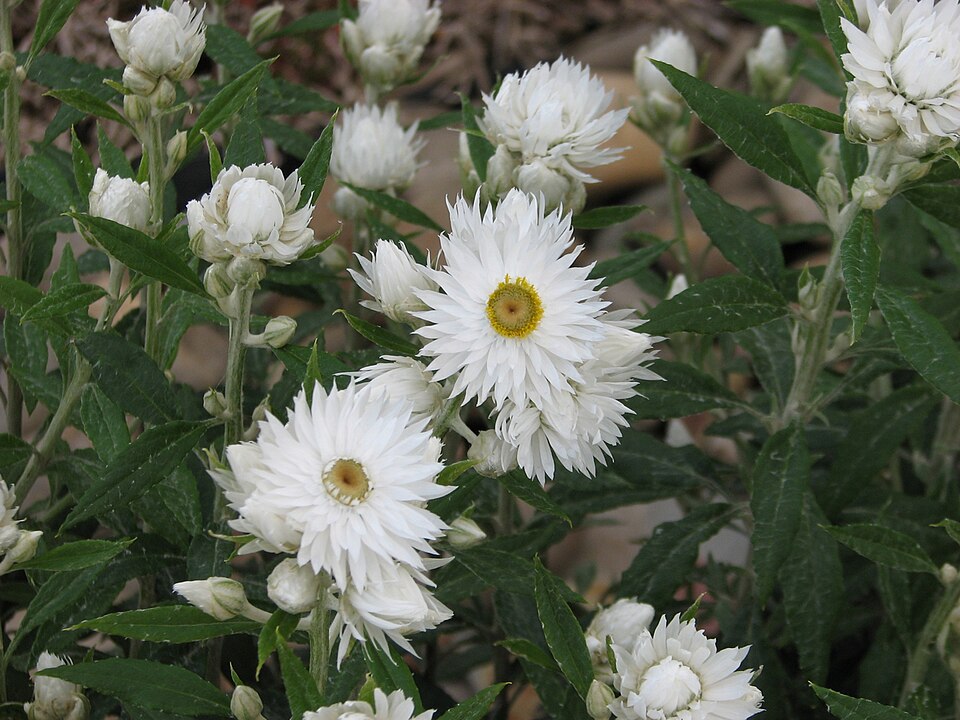 Coronidium elatum (white paper daisy)
