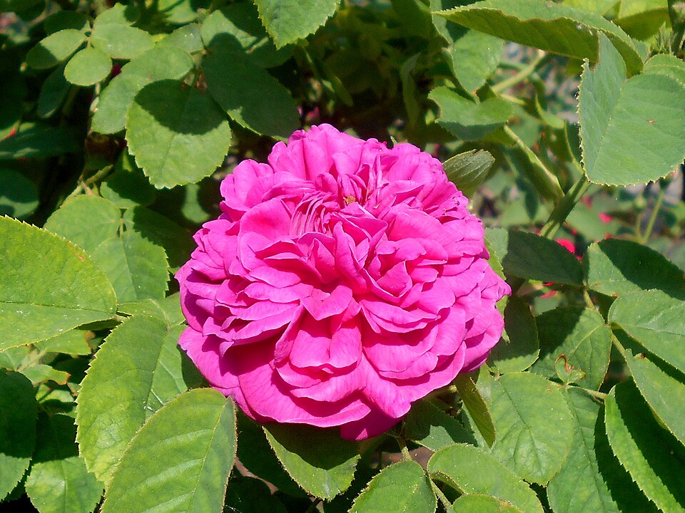 Rosa 'Rose de Rescht' (Rose de Rescht) (alternate view 5)
