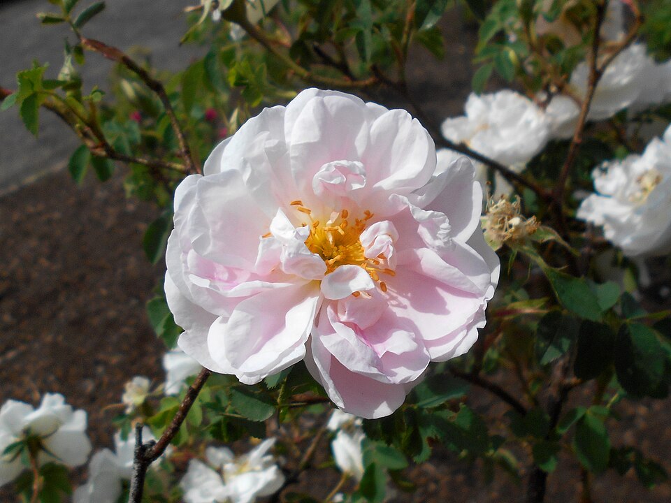 Rosa 'Stanwell Perpetual' (Stanwell Perpetual Rose) (alternate view 5)