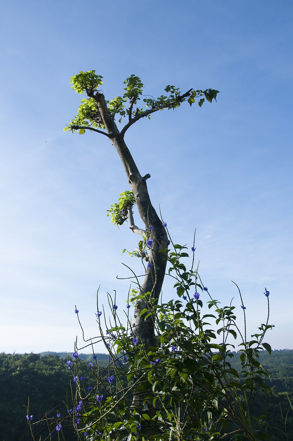 Stachytarpheta (Porterweeds) (alternate view 4)