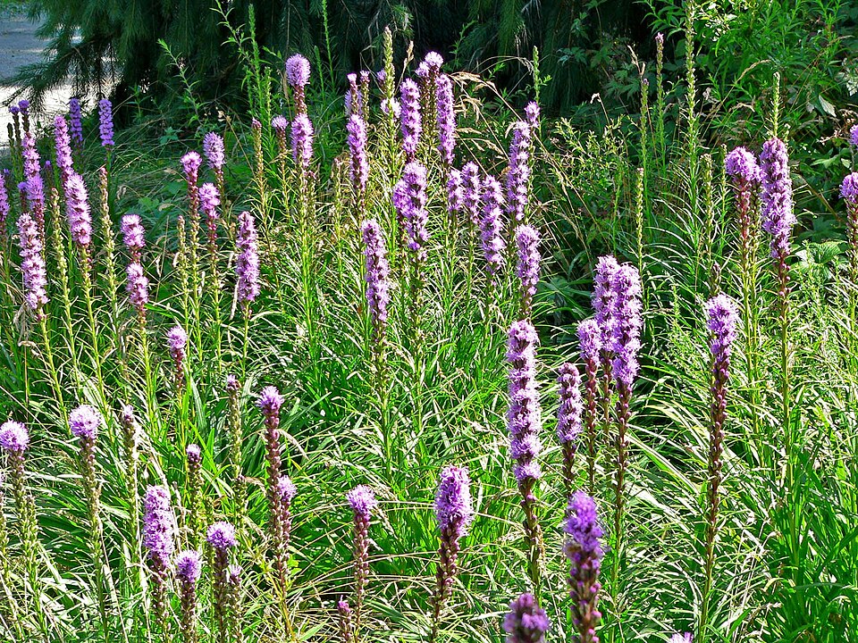 Liatris spicata (prairie star) (alternate view 6)
