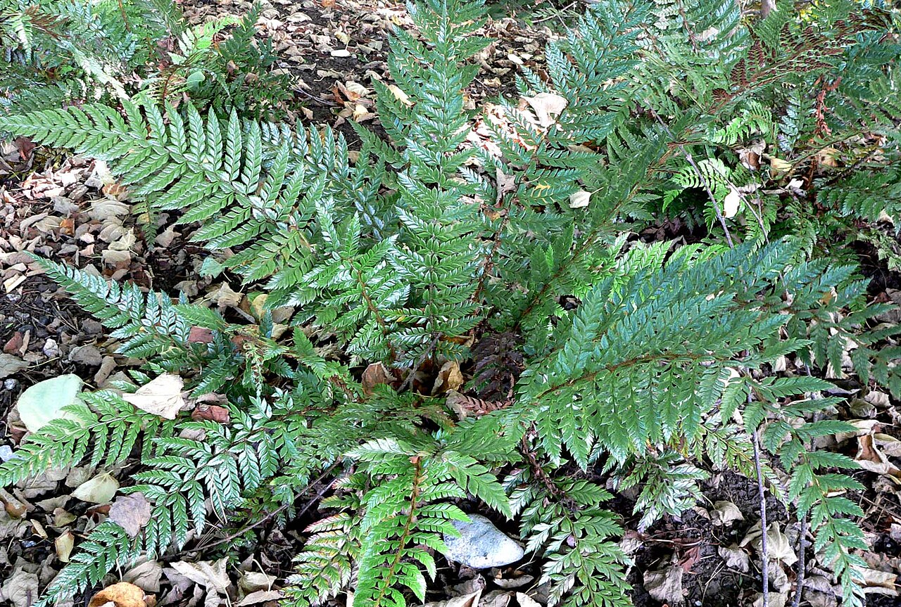Polystichum neolobatum (Asian Sword Fern)