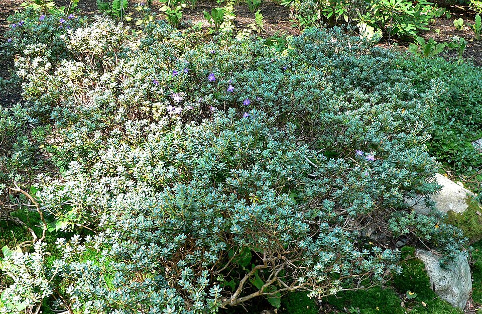 Rhododendron impeditum (Dwarf Purple Rhododendron) (alternate view 6)