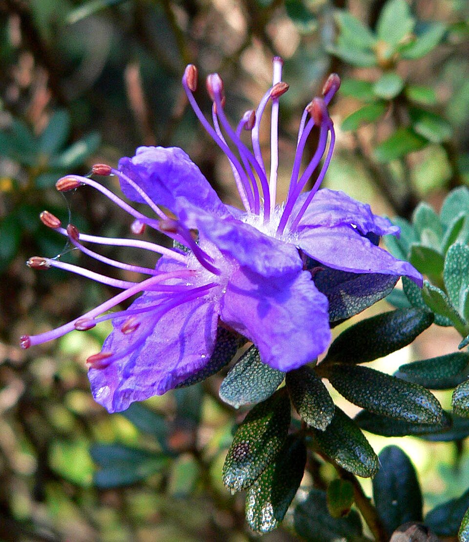 Rhododendron impeditum (Dwarf Purple Rhododendron) (alternate view 7)