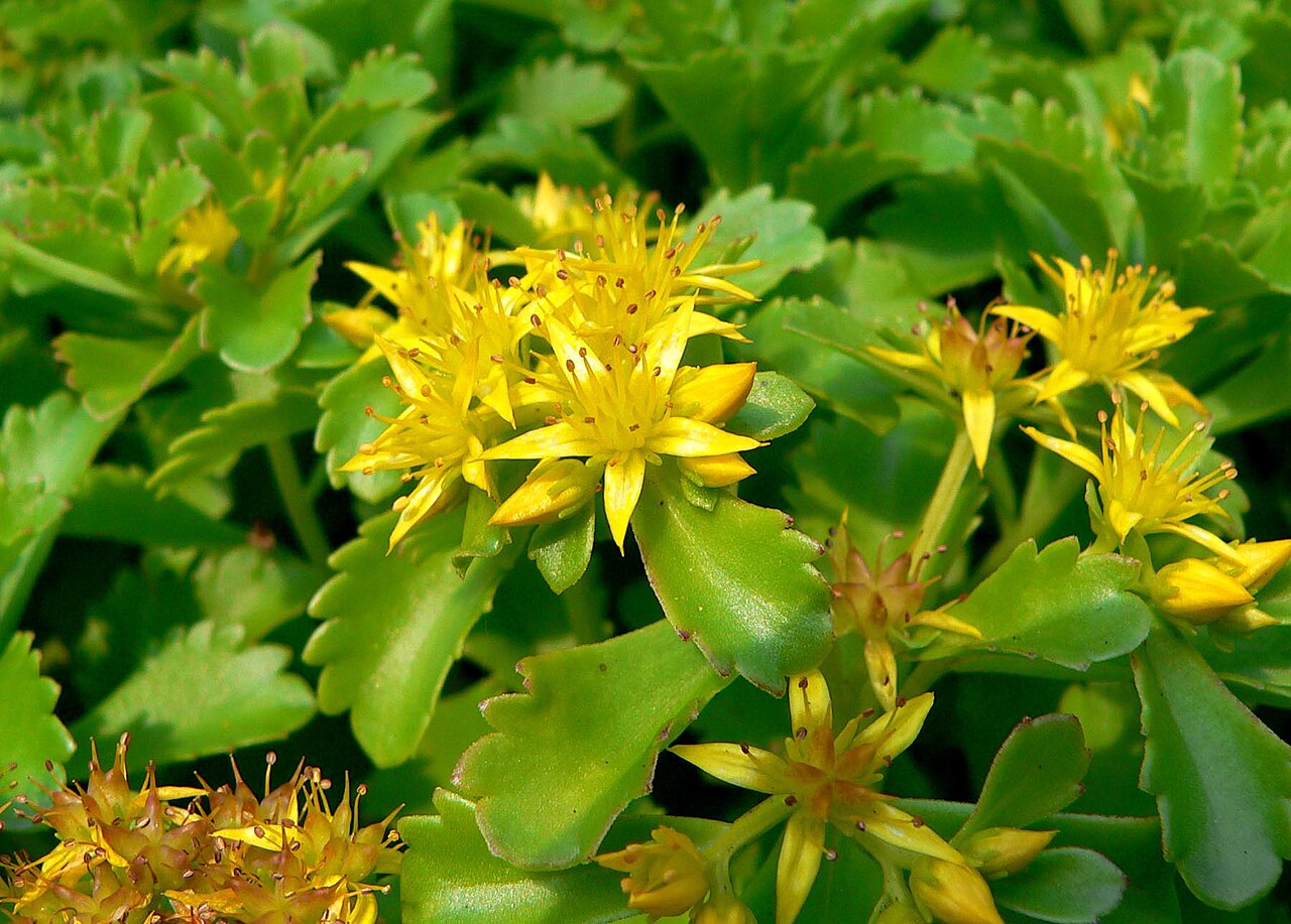 Sedum kamtschaticum (Kamchatka Stonecrop)
