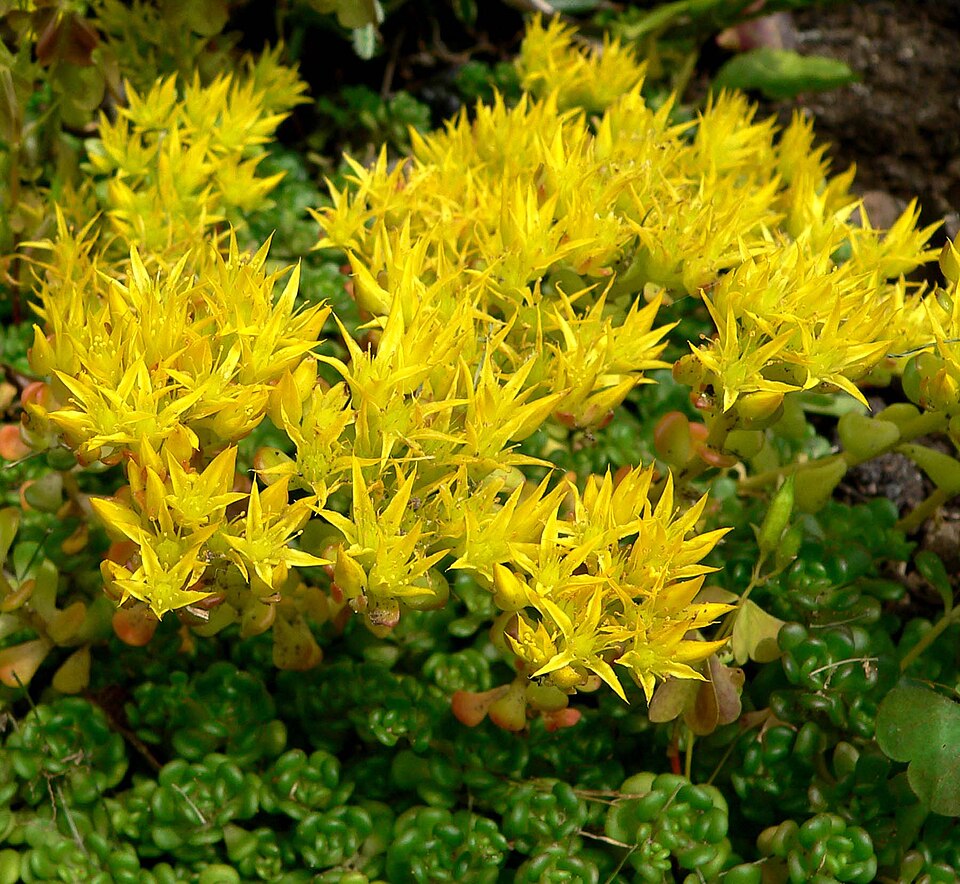 Sedum oreganum (Oregon Stonecrop) (alternate view 6)