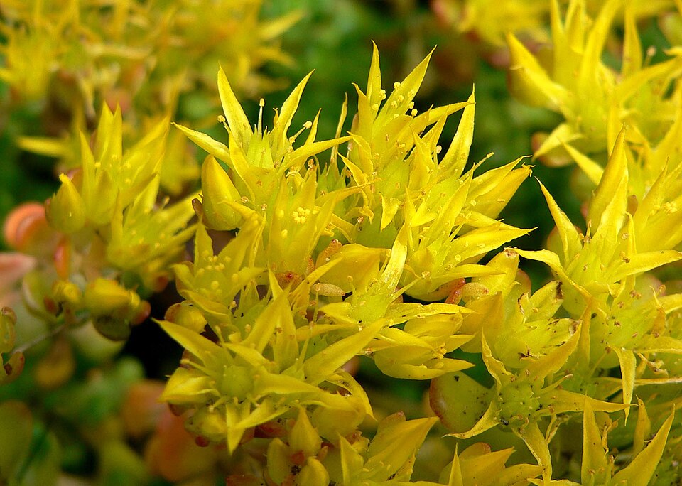 Sedum oreganum (Oregon Stonecrop) (alternate view 7)