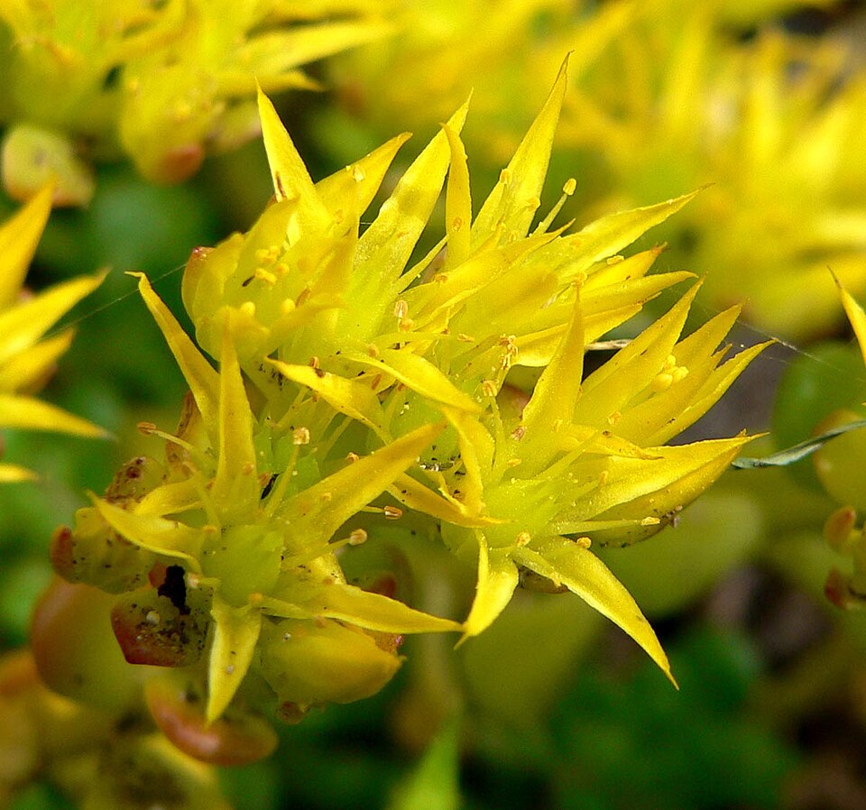 Sedum oreganum (Oregon Stonecrop) (alternate view 8)