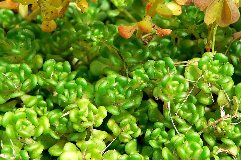 Sedum oreganum (Oregon Stonecrop) (alternate view 9)