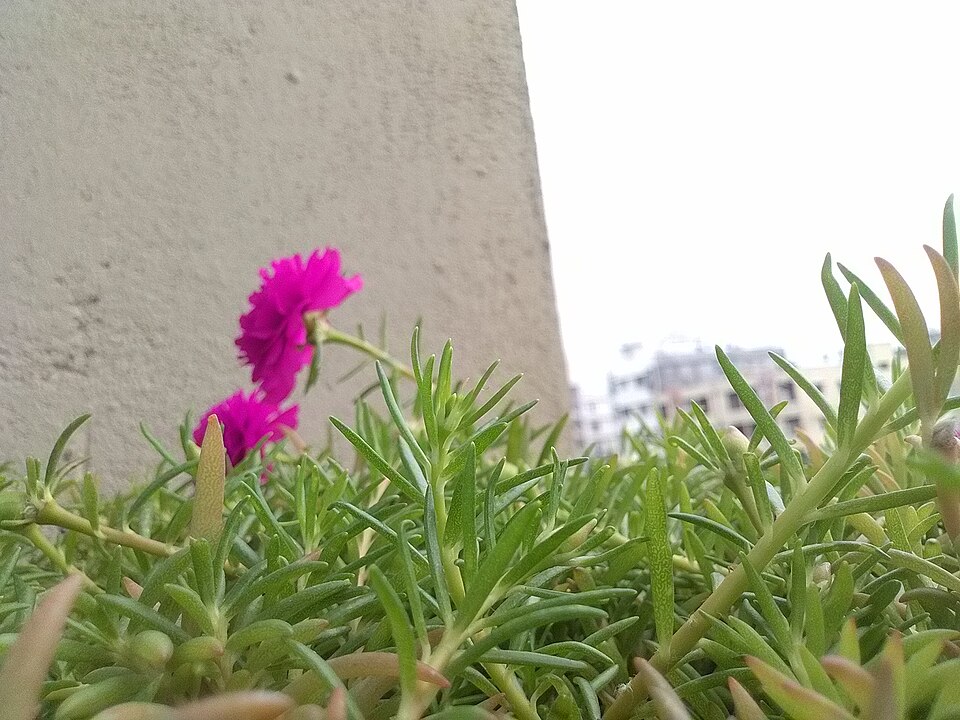 Portulaca (purslanes) (alternate view 9)