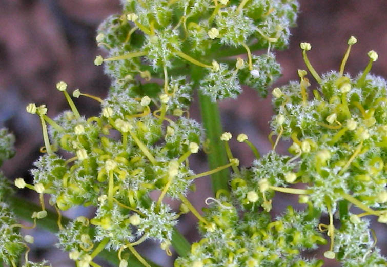 Lomatium dasycarpum (woollyfruit desertparsley) (alternate view 6)