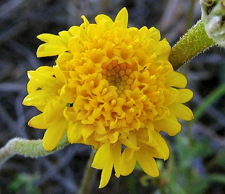 Chaenactis glabriuscula (Common Yellow Chaenactis) (alternate view 6)