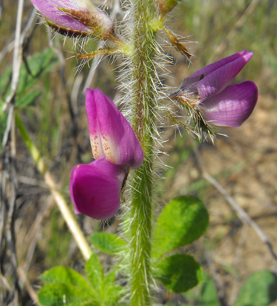Lupinus hirsutissimus (Stinging Lupine) (alternate view 7)