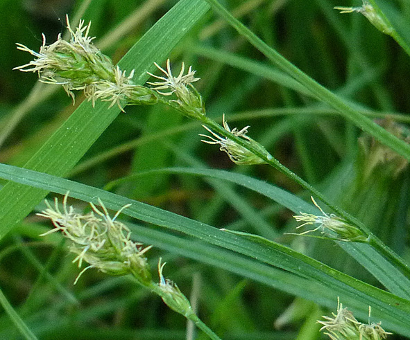 Carex divulsa (Berkeley Sedge) (alternate view 5)