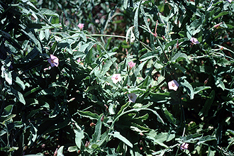 Convolvulus equitans (Texas bindweed) (alternate view 6)