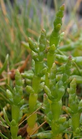 Salicornia europaea (Common Glasswort)