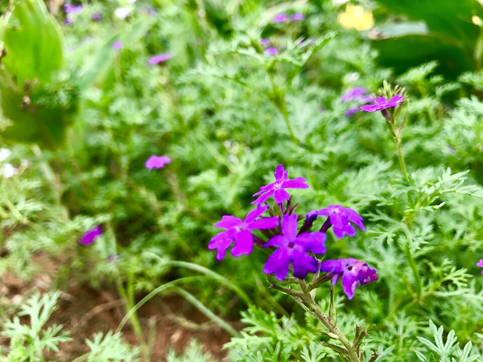 Glandularia (mock vervains) (alternate view 2)