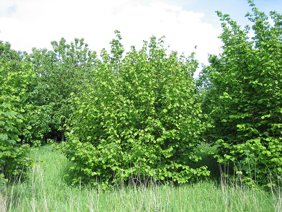 Corylus avellana (alternate view 11)