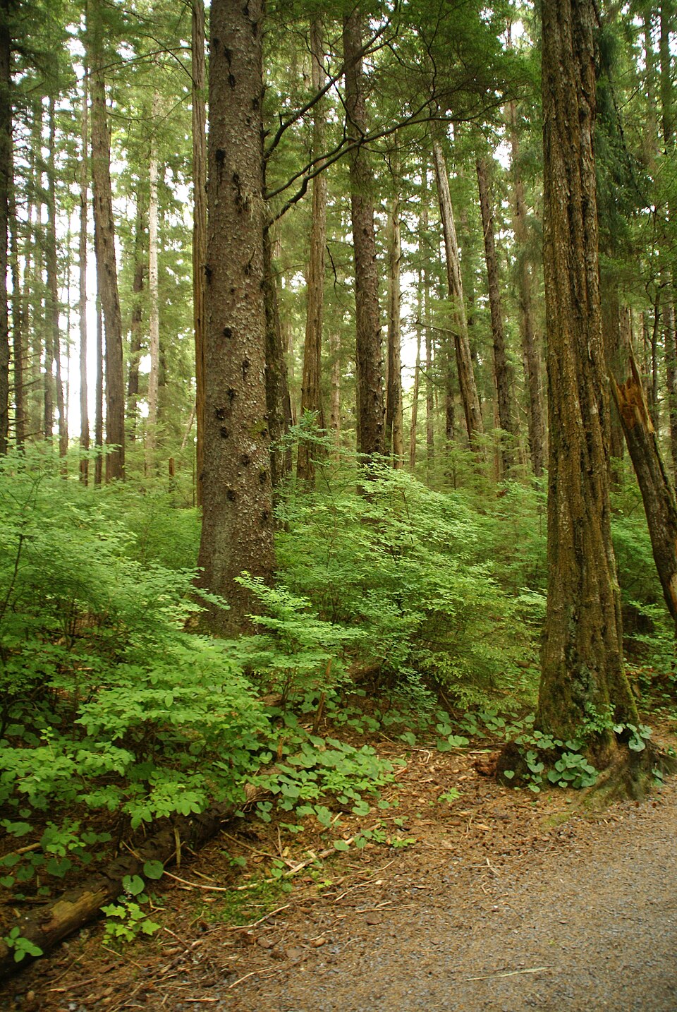 Picea sitchensis (Sitka Spruce) (alternate view 4)