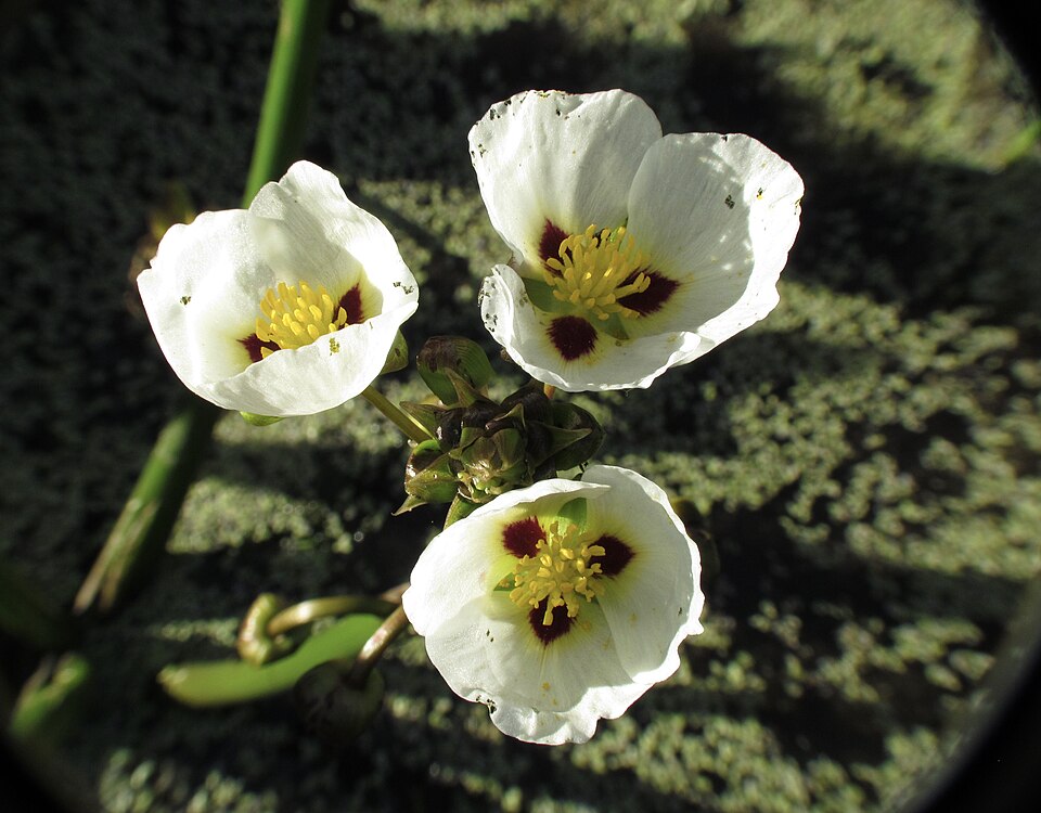 Sagittaria (Arrowheads) (alternate view 2)