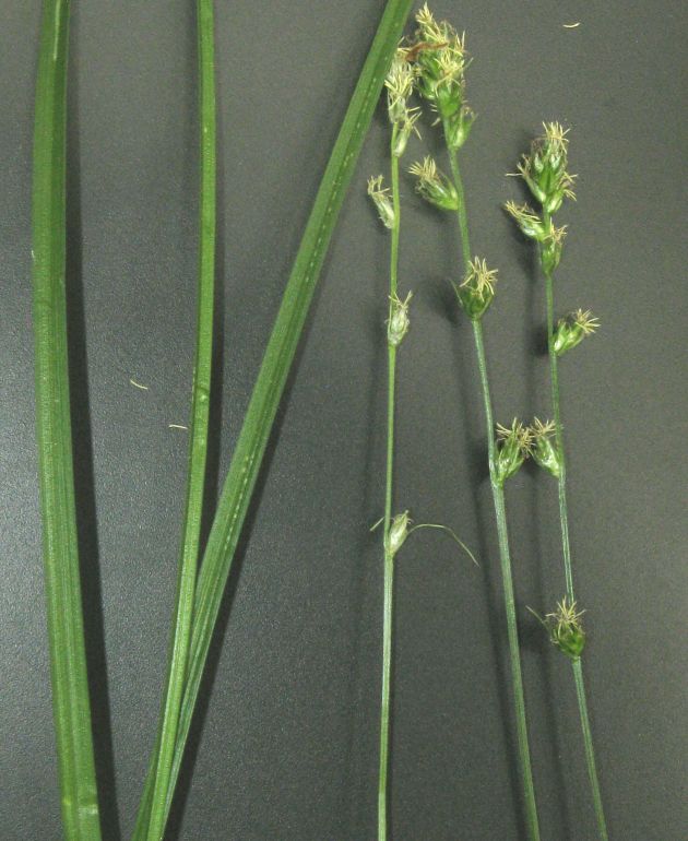 Carex divulsa (Berkeley Sedge) (alternate view 6)