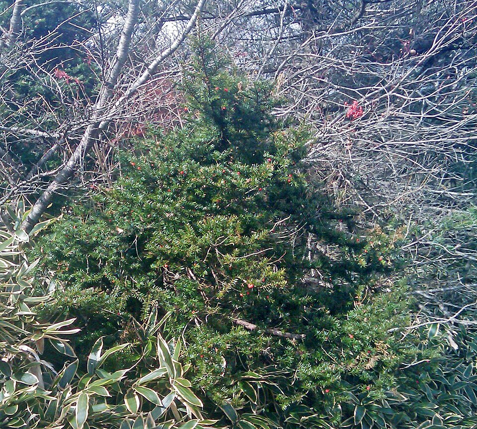 Taxus cuspidata (Japanese yew) (alternate view 11)