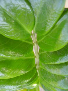 Zamioculcas zamiifolia (ZZ Plant) (alternate view 5)