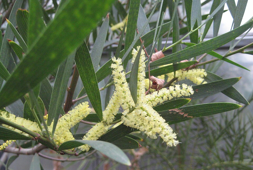 Acacia longifolia (Longleaf Wattle)