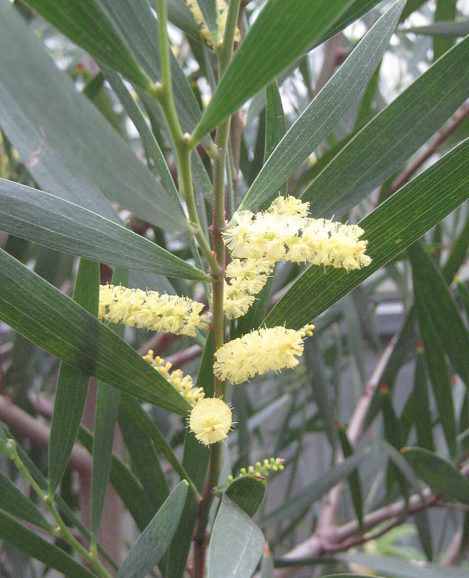 Acacia longifolia (Longleaf Wattle) (alternate view 2)
