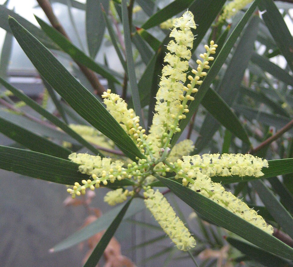 Acacia longifolia (Longleaf Wattle) (alternate view 3)