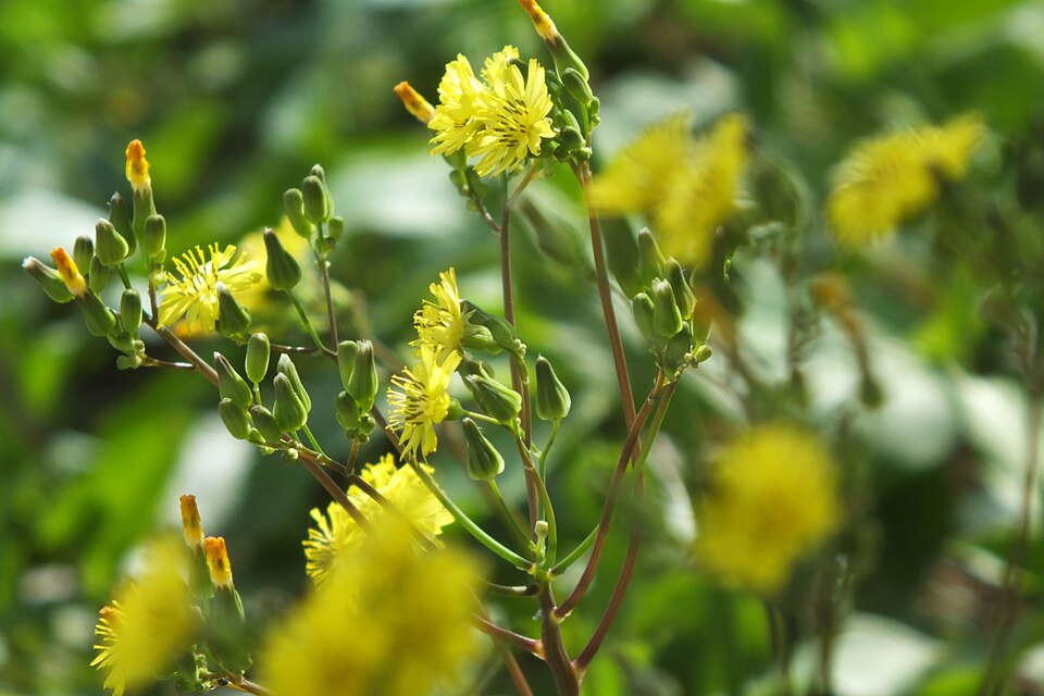 Youngia japonica (Oriental false hawksbeard)