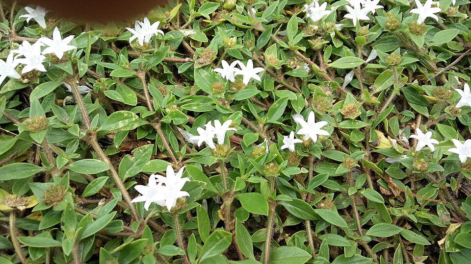 Richardia (Mexican clovers) (alternate view 2)