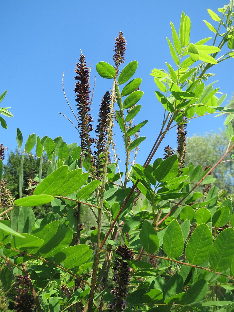 Amorpha fruticosa (false indigo bush)