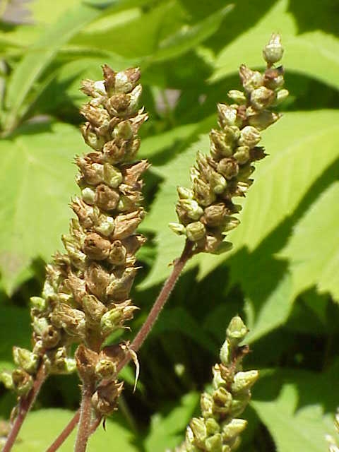 Heuchera cylindrica (Round-Leaf Alumroot) (alternate view 6)