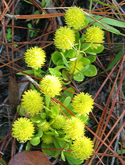 Senega nana (candyroot) (alternate view 6)