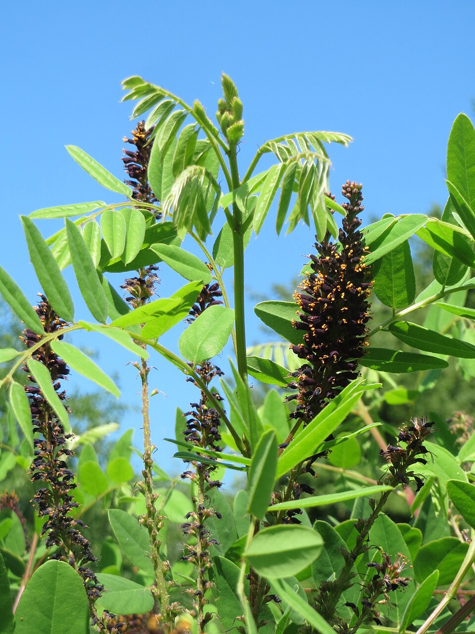 Amorpha fruticosa (false indigo bush)