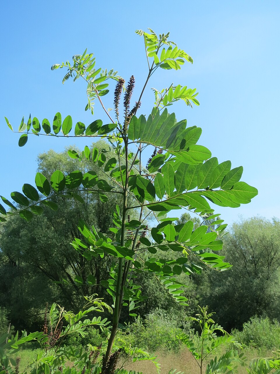 Amorpha fruticosa (false indigo bush)