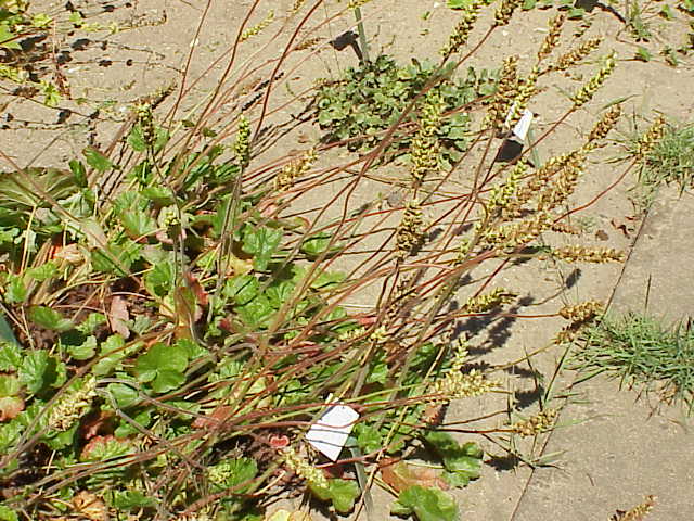 Heuchera cylindrica (Round-Leaf Alumroot) (alternate view 7)