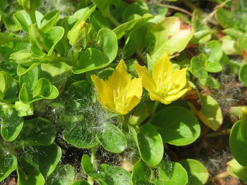 Lysimachia nummularia (creeping Jenny)