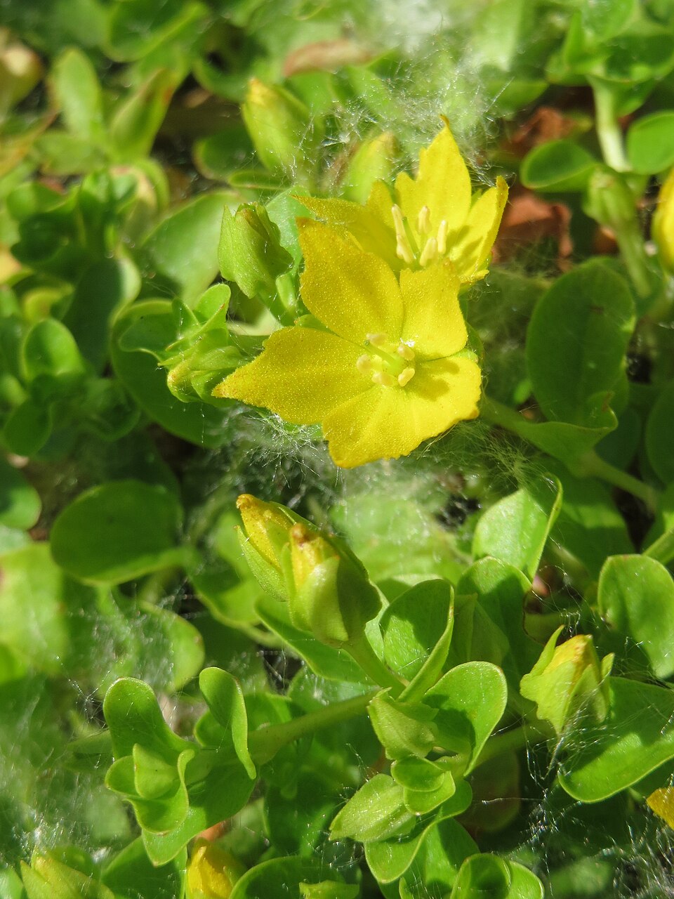 Lysimachia nummularia (creeping Jenny)