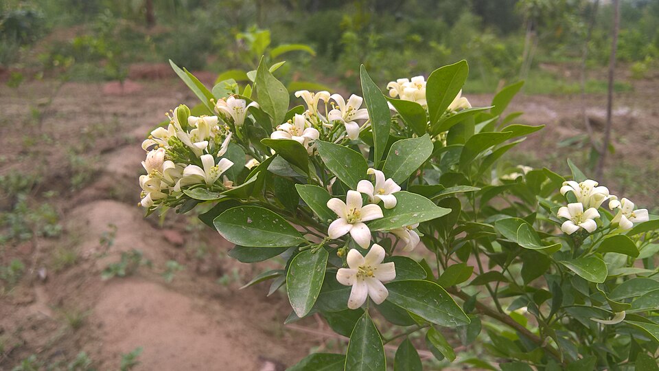 Murraya (alternate view 3)