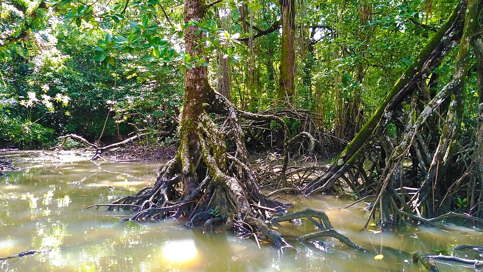 Rhizophora stylosa (spotted mangrove) (alternate view 7)
