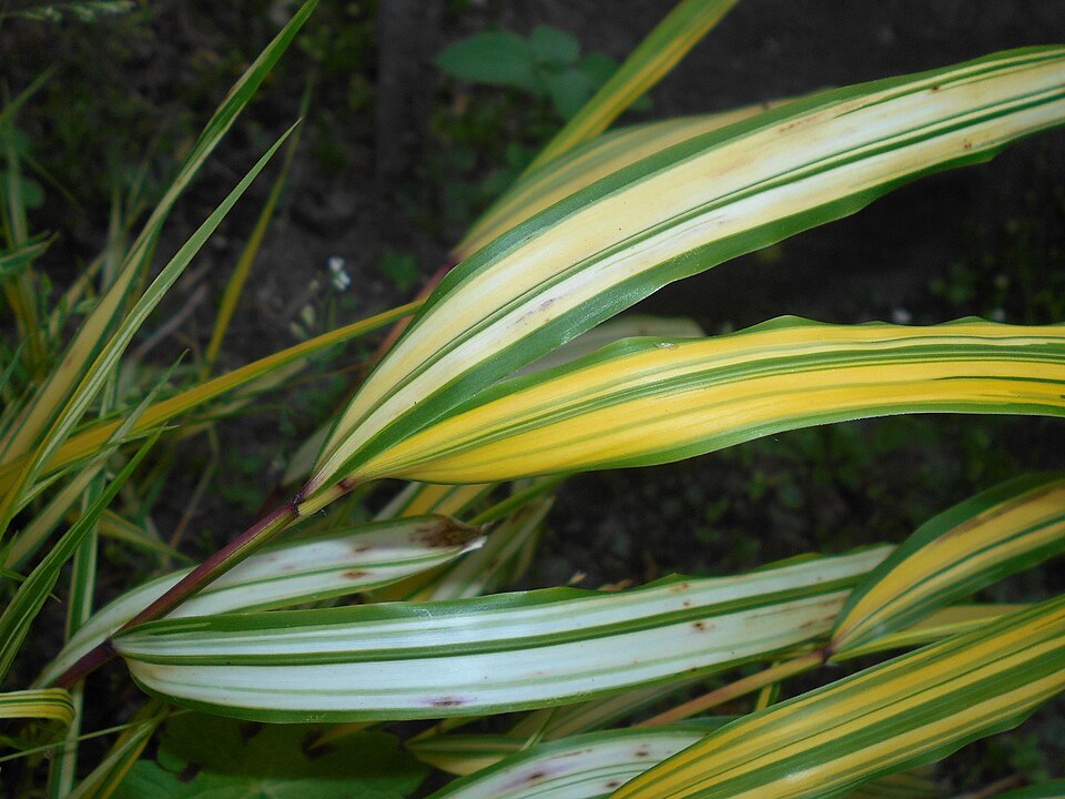 Hakonechloa macra 'Aureola' (Japanese Forest Grass) (alternate view 2)