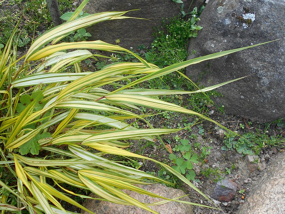 Hakonechloa macra 'Aureola' (Japanese Forest Grass) (alternate view 3)