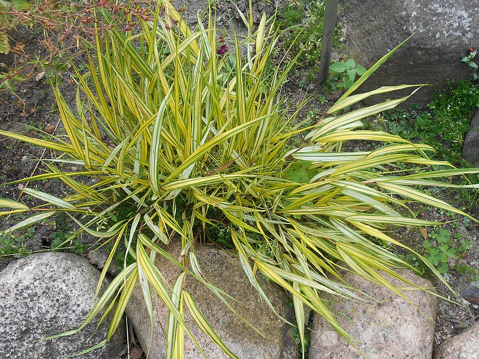 Hakonechloa macra 'Aureola' (Japanese Forest Grass) (alternate view 4)
